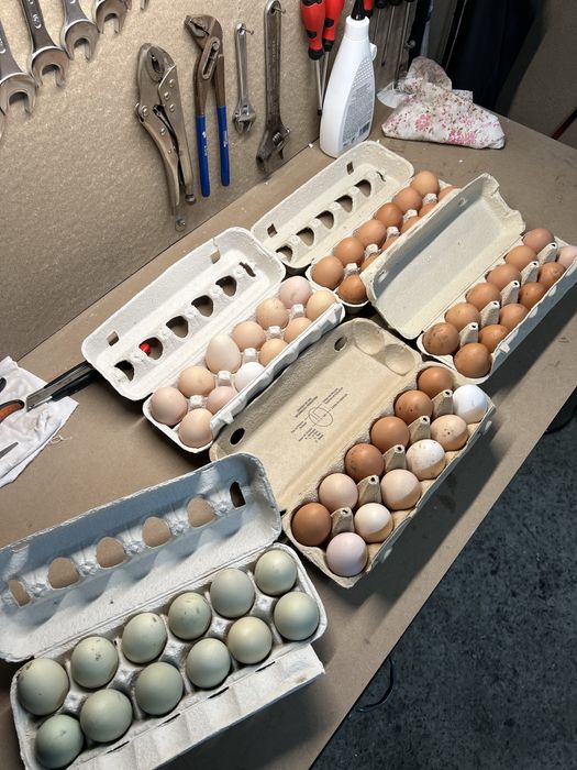 Ovos caseiros Biologicos