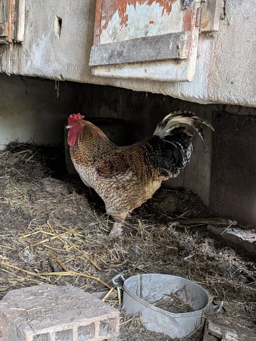 Venda de  galos caipiras