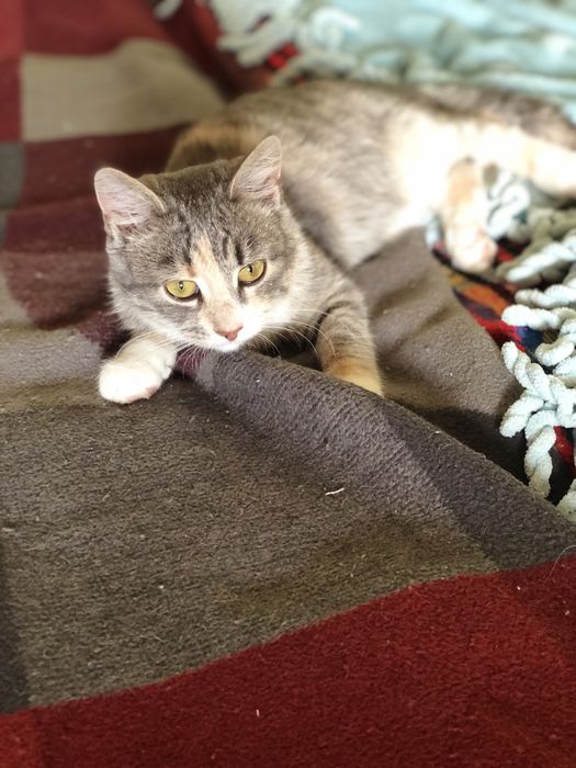 Найкраща киця в надійні руки