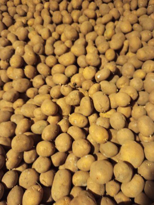 Sprzedam ziemniaki sadzeniaki Lordy 1,50zł