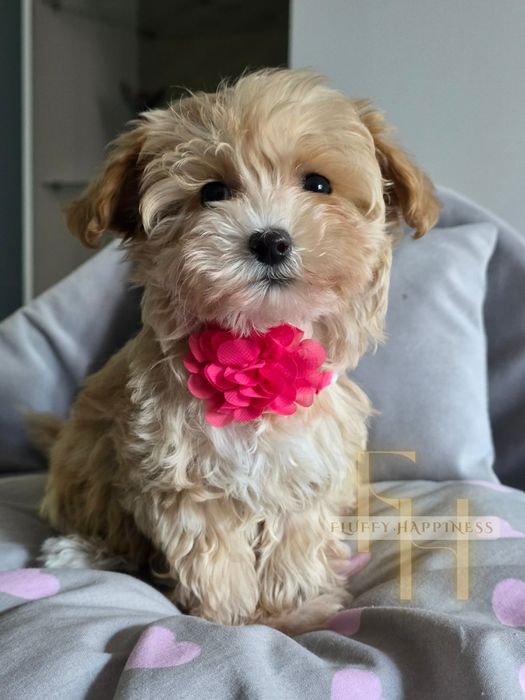 Cudowna Sunia**Maltipoo **