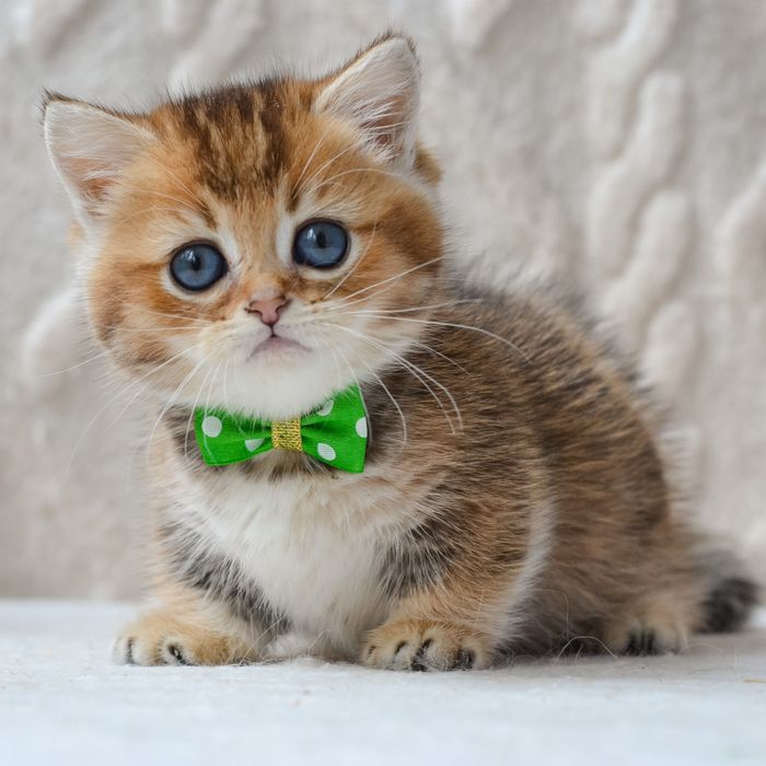 Котик манчкін Седрік