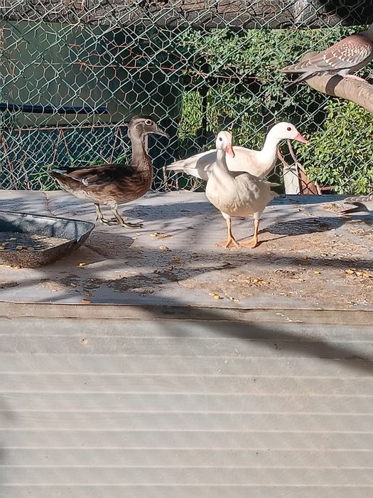 Patos mandarim branco ho