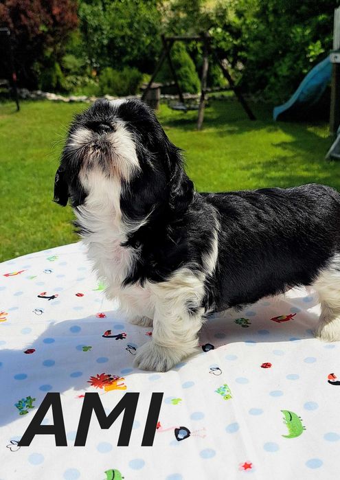 Shih-tzu suczka ZKwP FCI