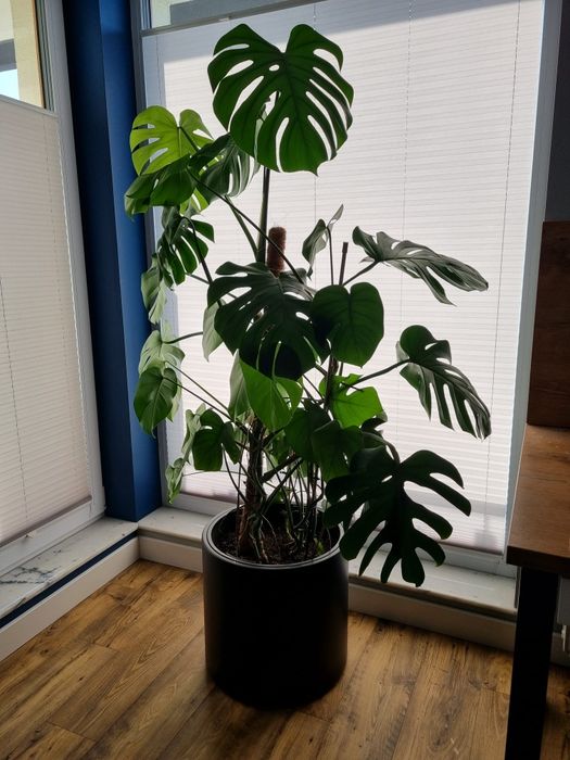 Kwiat Monstera + duża donica + bambusowy palik