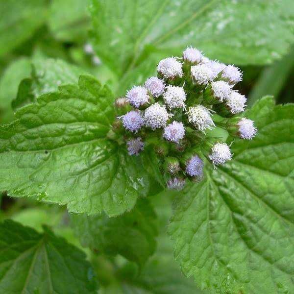 vendo sementes erva de s.joão