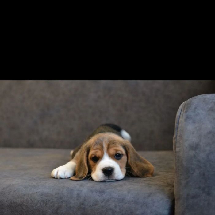 Beagle piesek  1 szczeniak