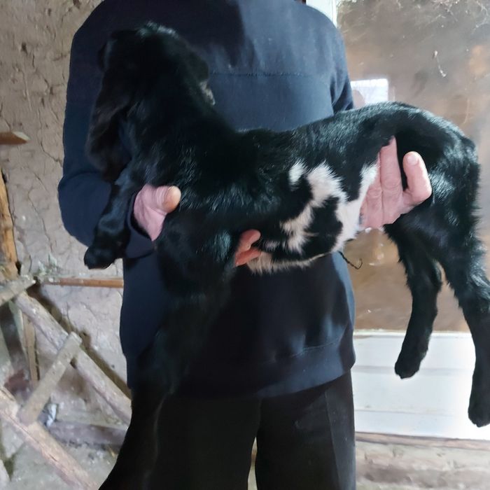 Козлята нубийские и заано - нубийскиее