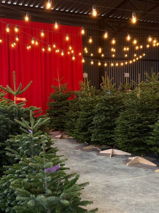 Ялинки Нордмана оптом | Преміум якість