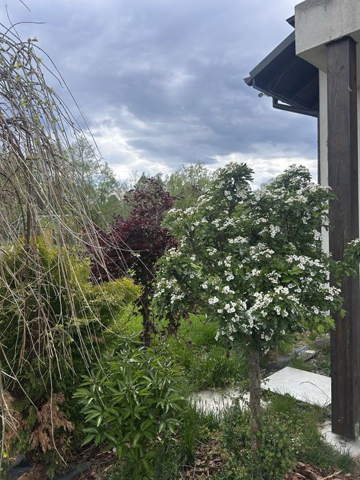 Dom – Nowy Borek - Widok 4