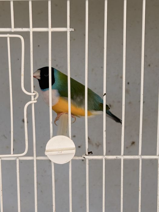 Diamantes de gould