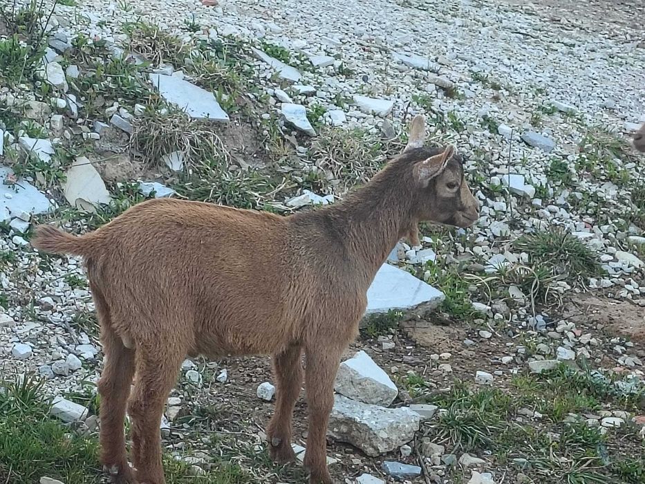 Vendo bode anão 5 meses