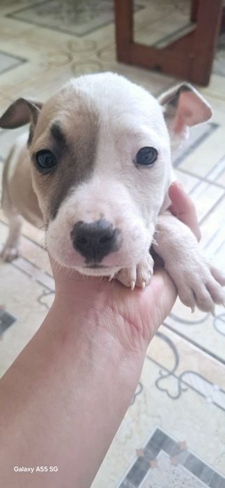 Цуценята Амстафф