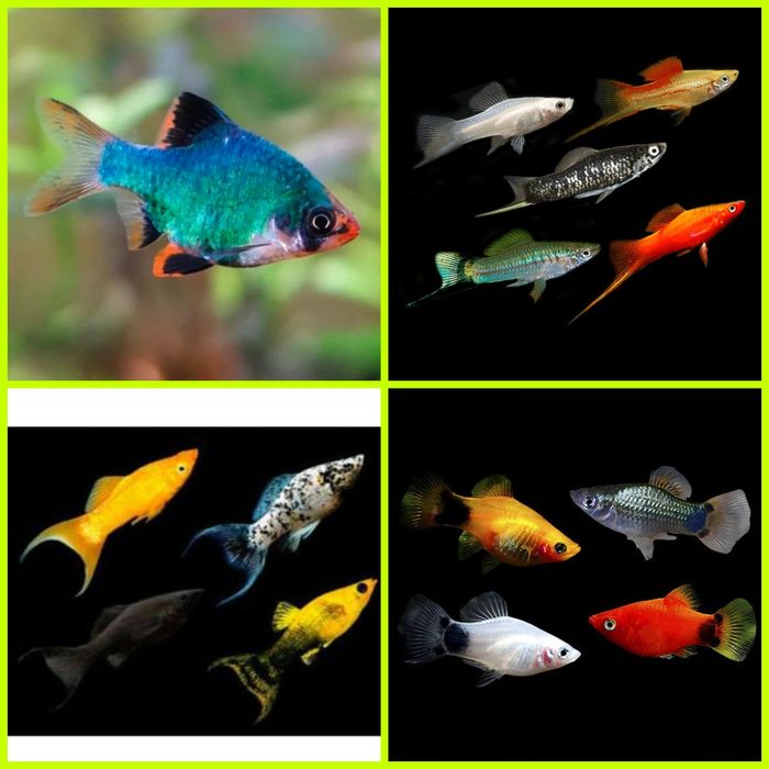 Aquasousa.com - Tetras, Guppys, Corydoras, Neons e muito muito mais...