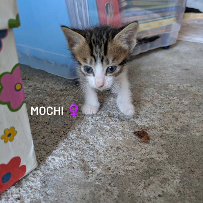 Gatinhos para Adopção Responsável