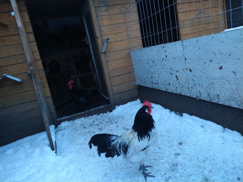 Sprzedam młode koguty i kury