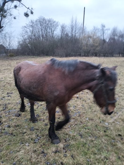 Продається кобила: 26 000 грн. - Інші тварини Ковель на Olx