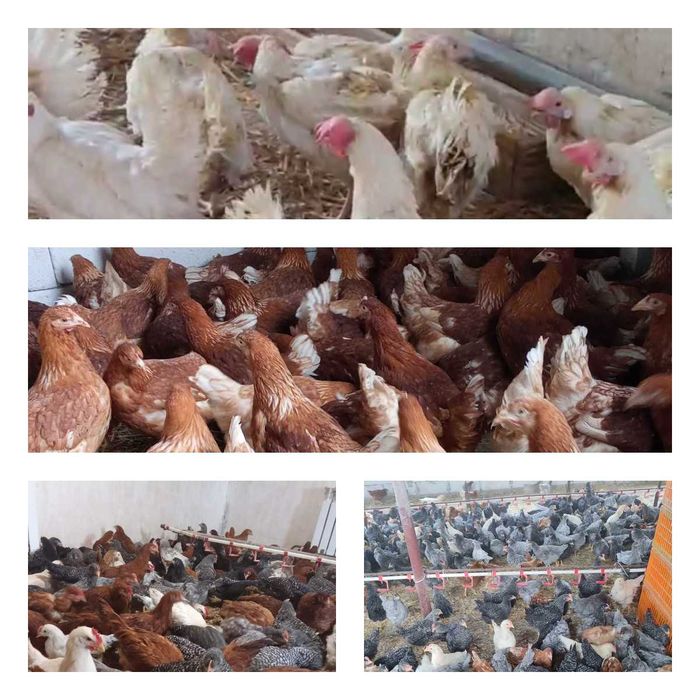 Продам кури несушки! Доставка безкоштовна. Могілів Подільскій!