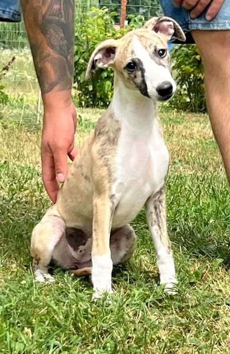 Chart Angielski-Whippet sunia Djuna*FCI