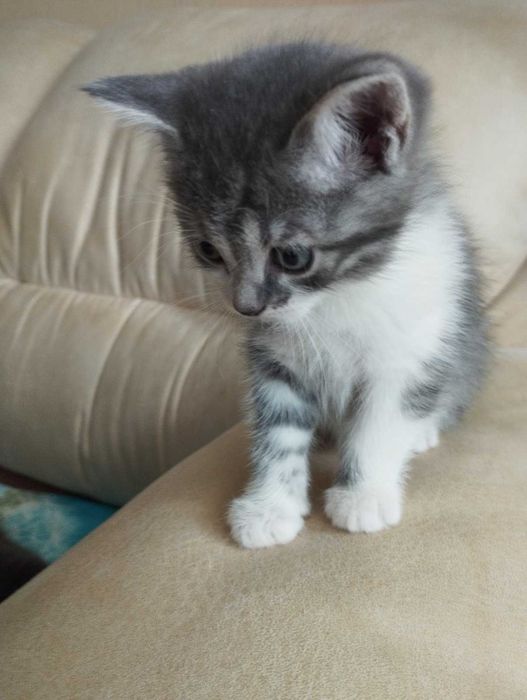 Продам добрим господарям ласкавого та доглянутого котика