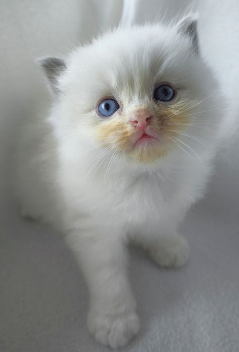 Kocurek Ragdoll z rodowodem FPL do rezerwacji