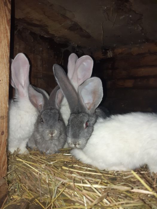 Króliki olbrzymy belgijskie