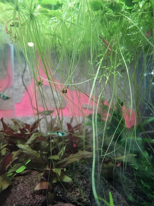 Guppy endler macho