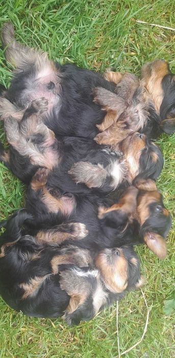 Yorkshire terrier śliczny szczeniak