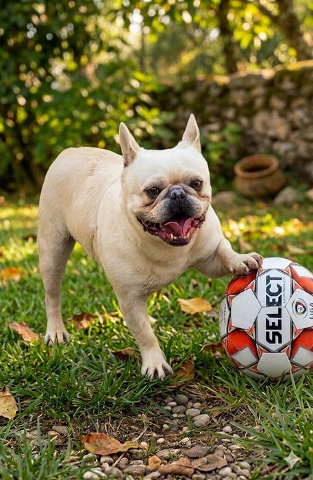 Bulldog francês para acasalamento