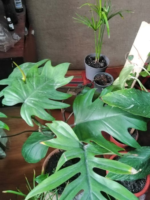 Мімоза, Спатіфілум варієгатнй, азалія і інші.