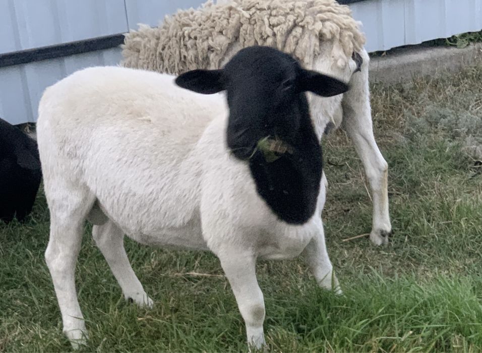 Продам тушку баранчика Дорпер