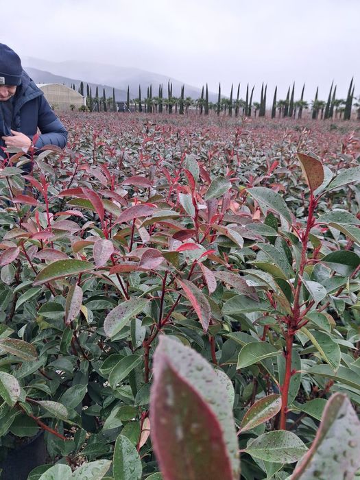 Photinia / Glogownik szczepiony na pniu