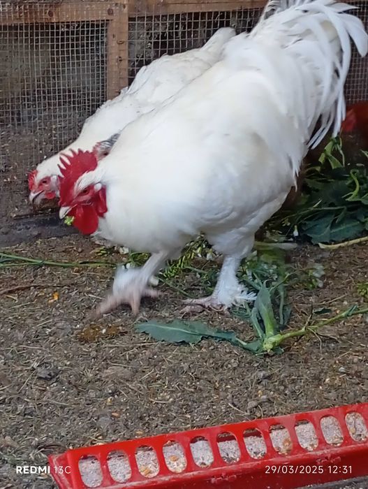 Malines Branco - Ovos