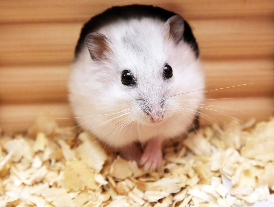 Роскошные джунгарские хомячки, белоснежного окраса, хомячата, хомяки