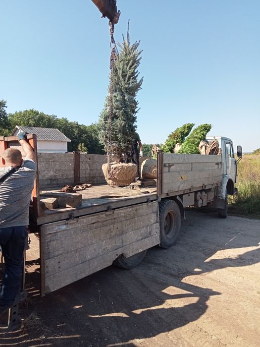 Рулонні Газони,озеленення ділянки. Обрізка дерев, формування крони