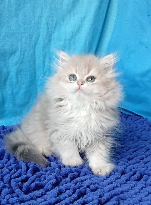 Золотая голубая шиншилла девочка британская