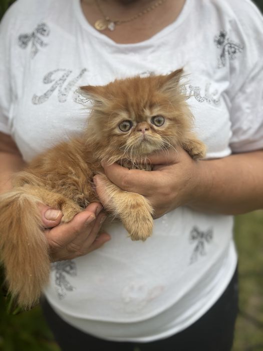 Gatinho persa lindo amarlinho