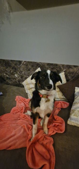 Bordel collie suczka