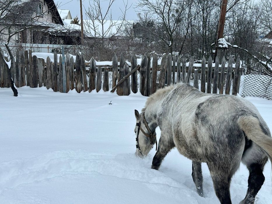 Продається кобила.