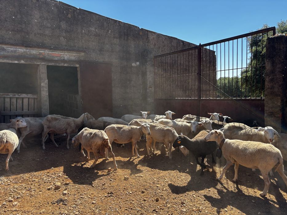 Ovelhas (2016, 2017 e 2018)