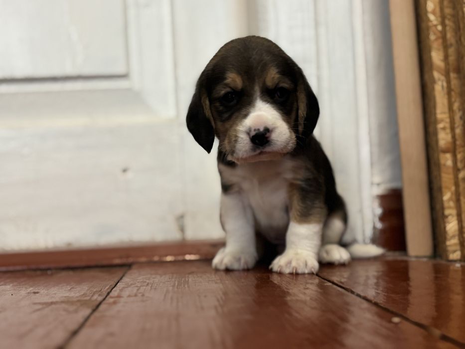 Чистокровні цуценята біглі. Бігль