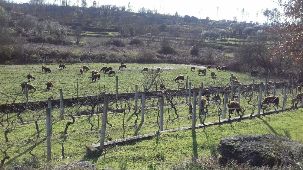 QUINTA  com casa , poço, tanque , vinha .