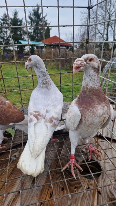 Gołębie staropolskie