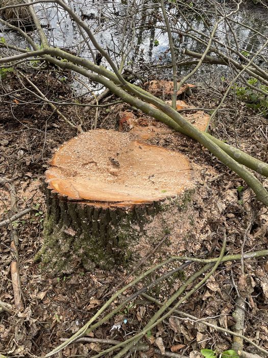 Drzewo drewno olcha opał kominek deska