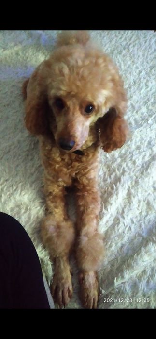 Вʼязка пудель чекає наречену