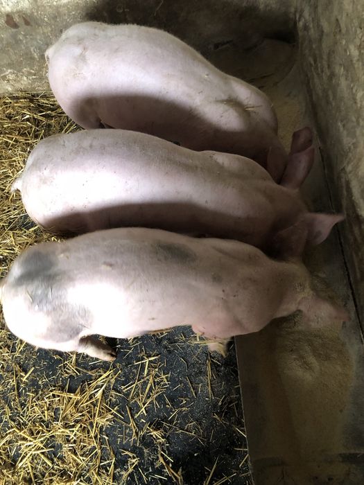 Продаються поросята