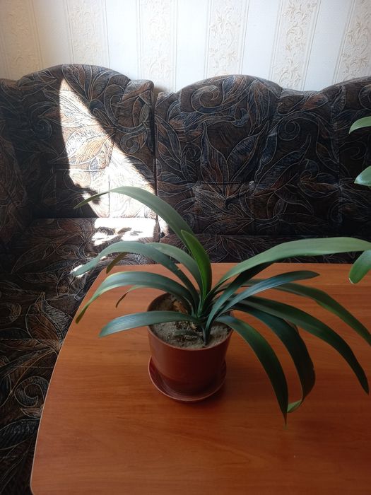 Продам или обменяю  комнатные растения