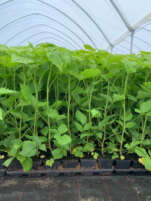 Sadzonki maliny doniczkowane (raspberry in pots)