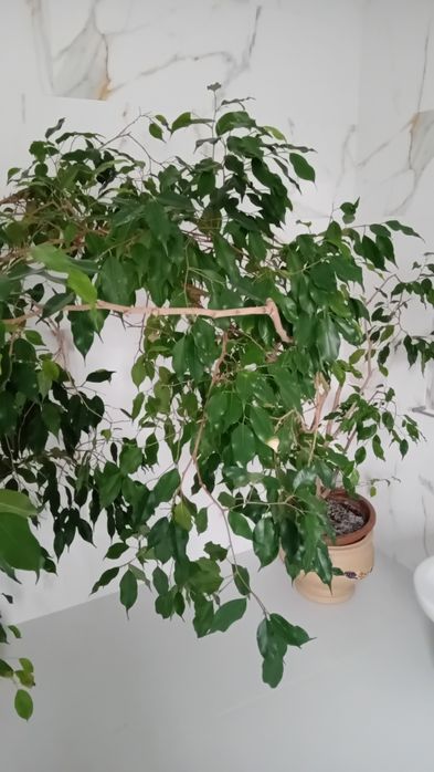 Plantas de decoração Ficus Benjamina