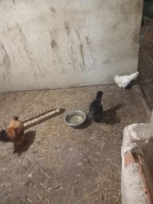 Trio de sedosas do Japão